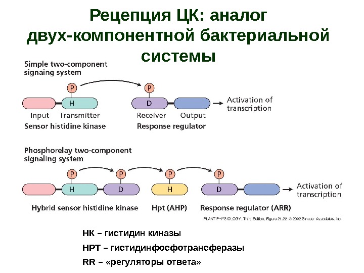 Рецепция ЦК: аналог двух-компонентной бактериальной системы НК – гистидин киназы НРТ – гистидинфосфотрансферазы RR – «регуляторы