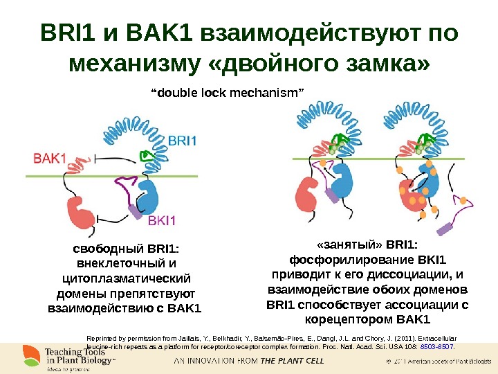 BRI 1 и BAK 1 взаимодействуют по механизму «двойного замка» Reprinted by permission from Jaillais, Y.