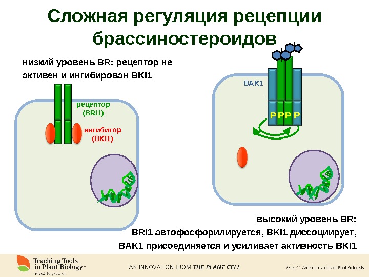 рецептор (BRI 1) ингибитор (BKI 1)низкий уровень BR : рецептор не активен и ингибирован BKI 1