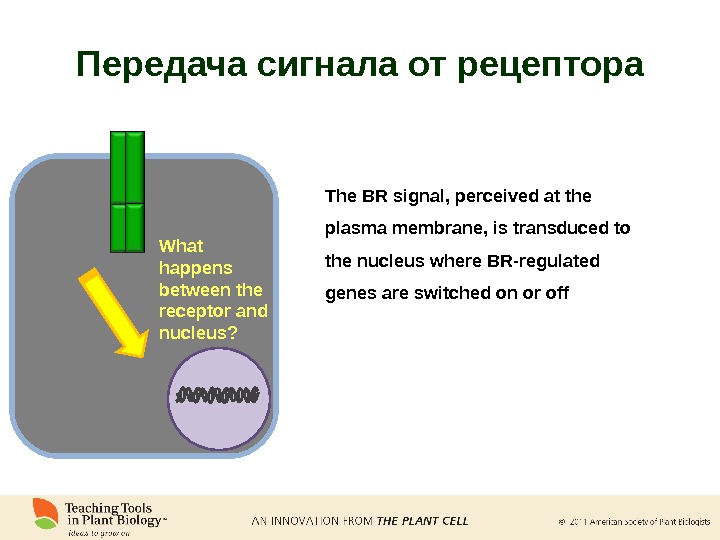 The BR signal, perceived at the plasma membrane, is transduced to the nucleus where BR-regulated genes