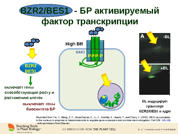 BZR 2/BES 1  - БР активируемый фактор транскрипции BAK 1 High BR включает гены способствующие