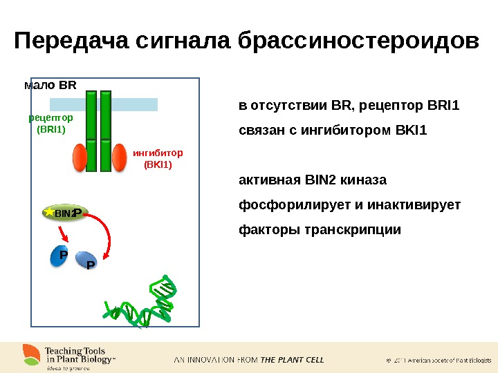 рецептор (BRI 1)мало BR ингибитор (BKI 1) PPBIN 2 PПередача сигнала брассиностероидов в отсутствии BR, 