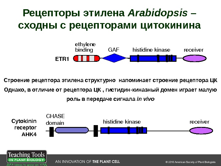 ETR 1 histidinekinase receiver. GAFethylene binding histidinekinase receiver. CHASE domain. Cytokinin receptor AHK 4  Рецепторы
