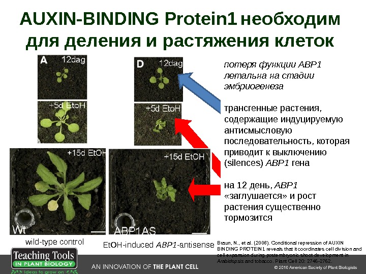 Braun, N. , et al. ( 2008 ). Conditional repression of AUXIN BINDING PROTEIN 1 reveals