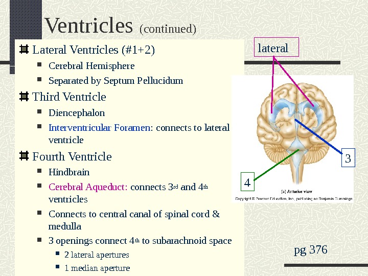 Ventricles (continued) Lateral Ventricles (#1+2) Cerebral Hemisphere Separated by Septum Pellucidum Third Ventricle Diencephalon Interventricular Foramen