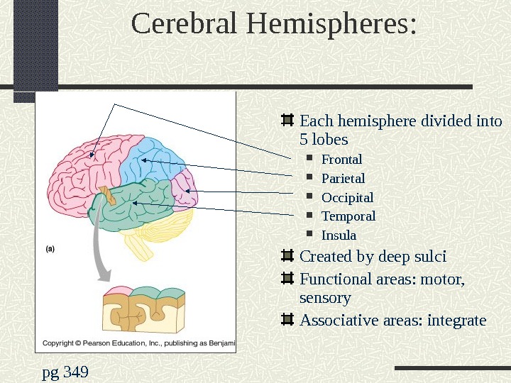 Cerebral Hemispheres:  Each hemisphere divided into 5 lobes Frontal Parietal Occipital Temporal Insula Created by