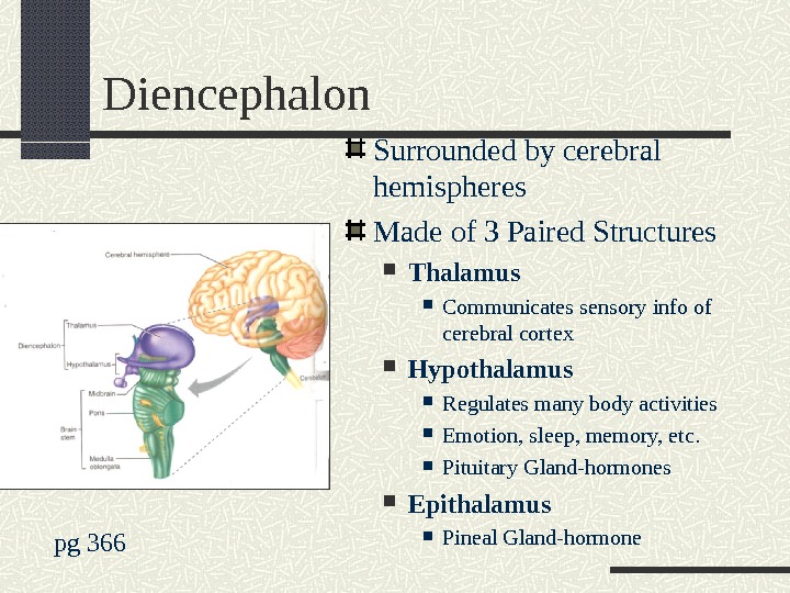 Diencephalon Surrounded by cerebral hemispheres Made of 3 Paired Structures Thalamus Communicates sensory info of cerebral