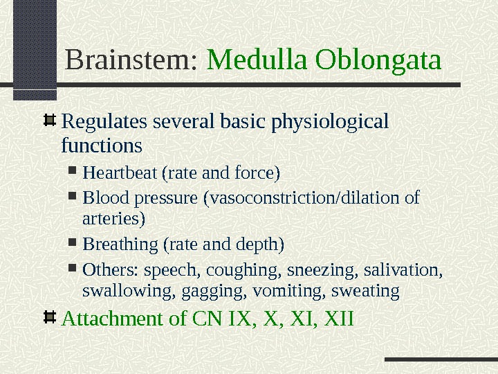 Brainstem:  Medulla Oblongata Regulates several basic physiological functions Heartbeat (rate and force) Blood pressure (vasoconstriction/dilation