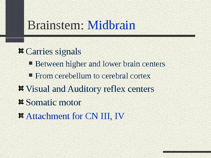 Brainstem:  Midbrain Carries signals  Between higher and lower brain centers From cerebellum to cerebral
