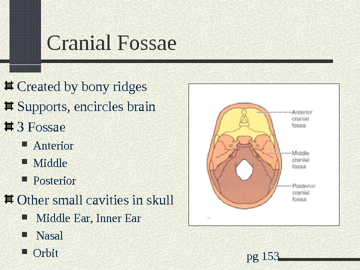 Cranial Fossae Created by bony ridges Supports, encircles brain 3 Fossae Anterior Middle Posterior Other small