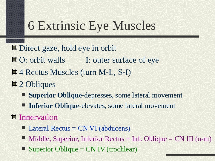 6 Extrinsic Eye Muscles Direct gaze, hold eye in orbit O: orbit walls   I: