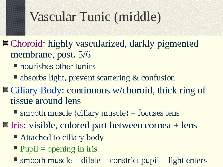 Vascular Tunic (middle) Choroid : highly vascularized, darkly pigmented membrane, post. 5/6 nourishes other tunics absorbs