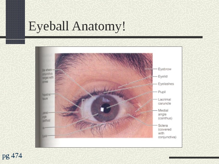 Eyeball Anatomy! pg 474 