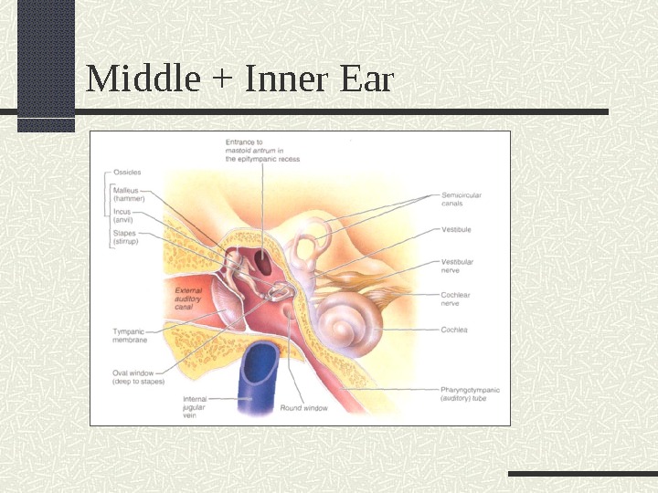 Middle + Inner Ear 