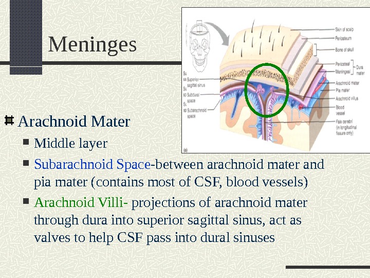 Meninges Arachnoid Mater Middle layer Subarachnoid Space -between arachnoid mater and pia mater (contains most of