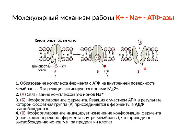 Молекулярный механизм работы K + - Na + - АТФ-азы  1.  Образование комплекса фермента