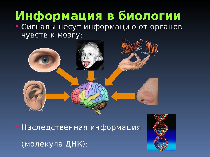 Информация в биологии Сигналы несут информацию от органов чувств к мозгу:  Наследственная информация (молекула ДНК):