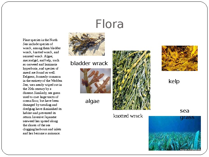 Flora Plant species in the North Sea include species of wrack, among them bladder wrack, knotted