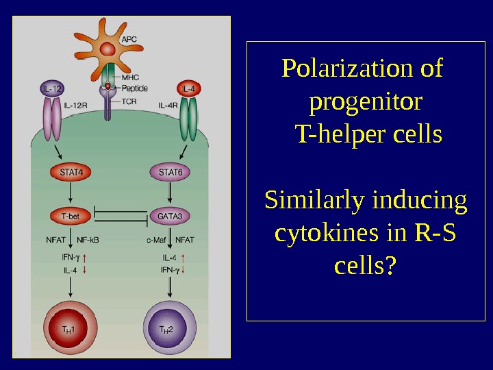   Polarization of progenitor T-helper cells Similarly inducing cytokines in R-S cells? 