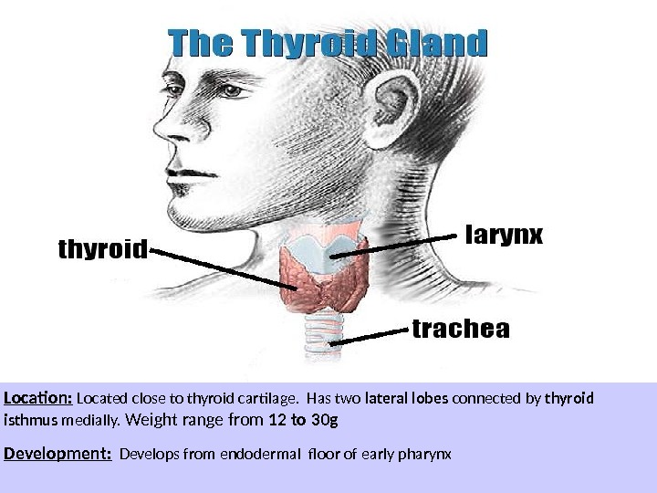 Location:  Located close to thyroid cartilage.  Has two lateral lobes connected by thyroid isthmus
