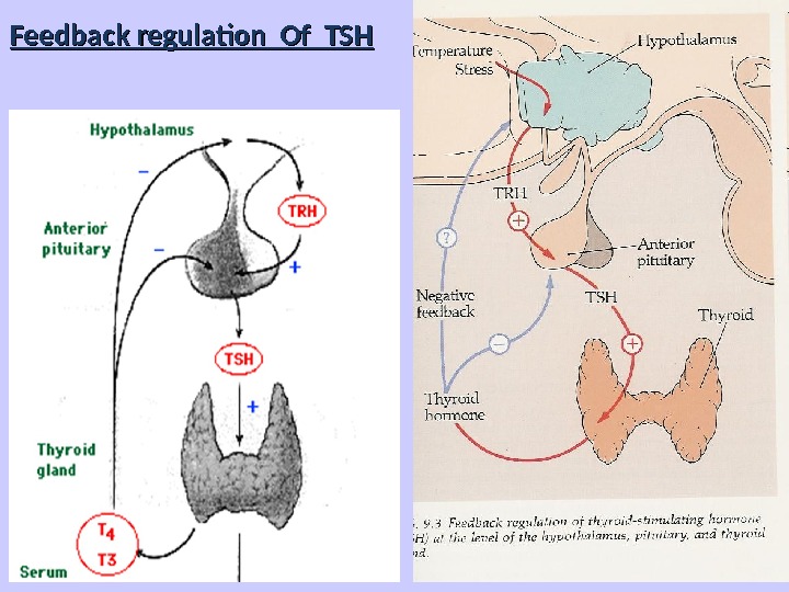 Feedback regulation Of TSH 