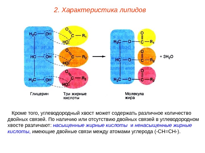 Кроме того, углеводородный хвост может содержать различное количество двойных связей. По наличию или отсутствию двойных связей
