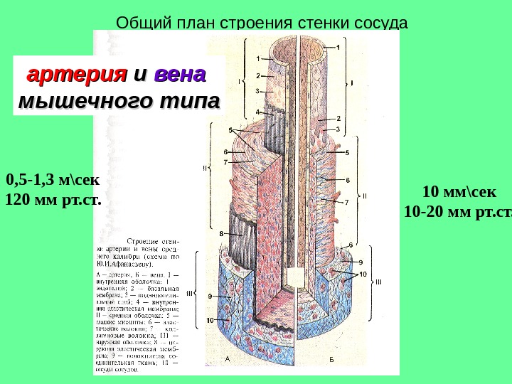   Общий план строения стенки сосуда артерия и и вена мышечного типа 0, 5 -1,