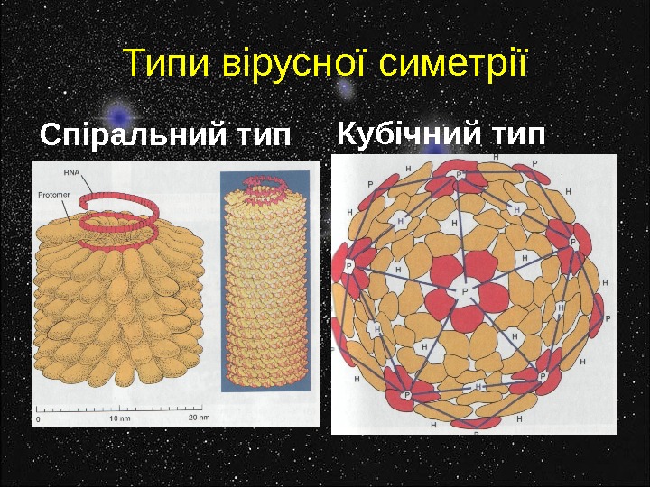 Типи вірусної симетрії Спіральний тип Кубічний тип 