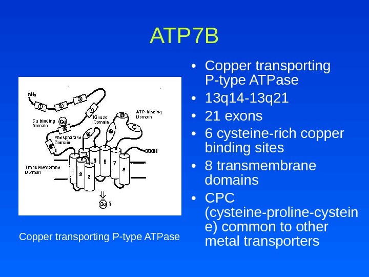 ATP 7 B • Copper transporting P-type ATPase • 13 q 14 -13 q 21 •