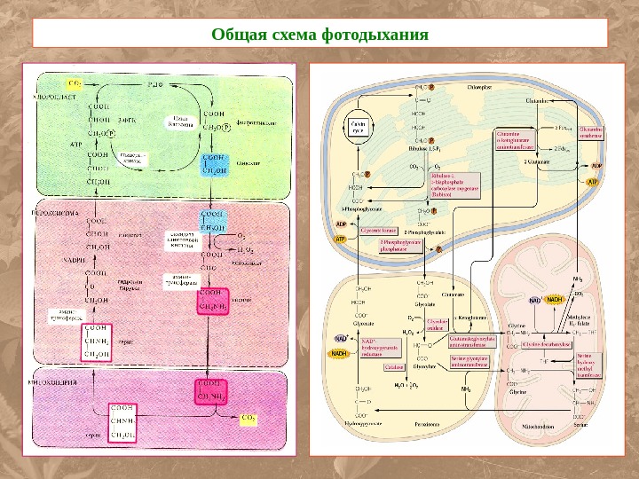 C4 фотосинтез схема