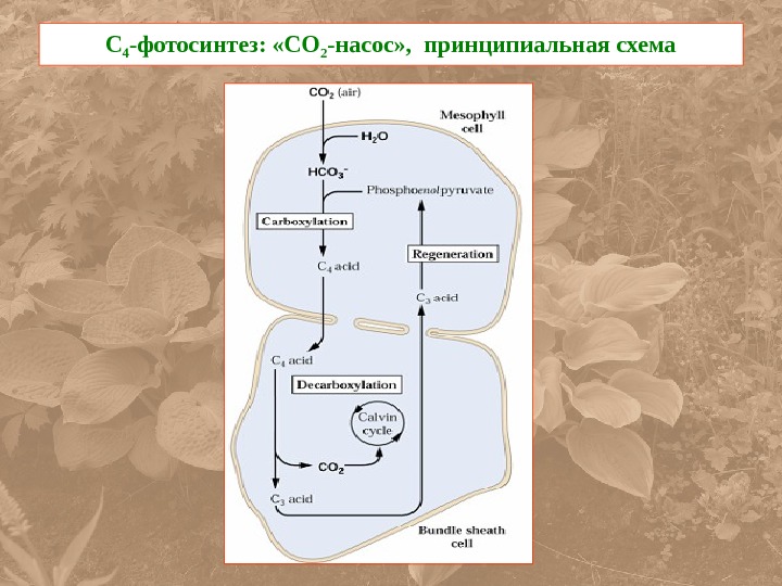 У грибов есть фотосинтез. С4 путь фотосинтеза схема. С4 путь фотосинтеза растения. Темновая фаза фотосинтеза схема. Схема фотосинтеза ЕГЭ.