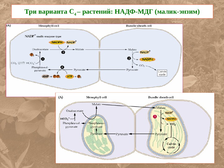 Фотосинтез процесс 3. Темновая фаза с4 путь. Цикл Кальвина у с4 растений. С4 фотосинтез схема подробная. Аминокислоты с4 фотосинтеза.