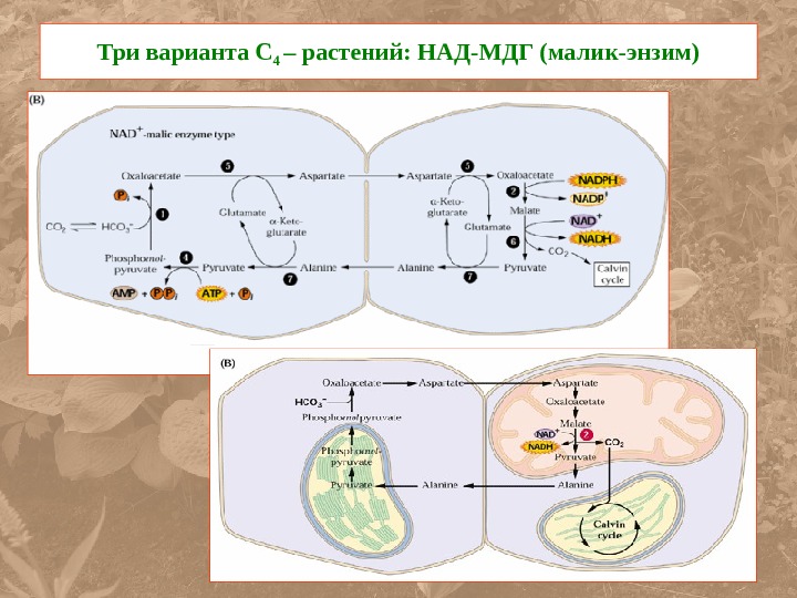Фотосинтез в митохондриях. Малик энзим. Малик реакция. Три варианта с4 растений.