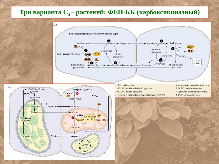 Фотосинтез процессы 4. Цикл с4 фотосинтеза. C4 фотосинтез схема. С4 путь фотосинтеза. С4 фотосинтез растения.