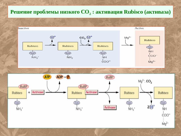 Низшая со. Активаза РУБИСКО. Регуляция РУБИСКО. РУБИСКО фермент фотосинтеза. РУБИСКО фотосинтез.