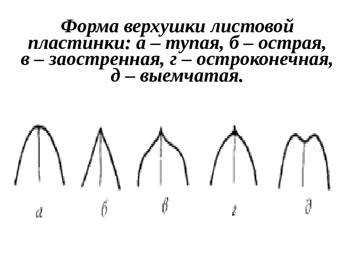 Форма основания. Типы верхушек листовой пластинки. Форма основания края и верхушки листовой пластинки. Форма верхушки листовой пластинки остроконечная. Форма листовой пластинки пшеницы.