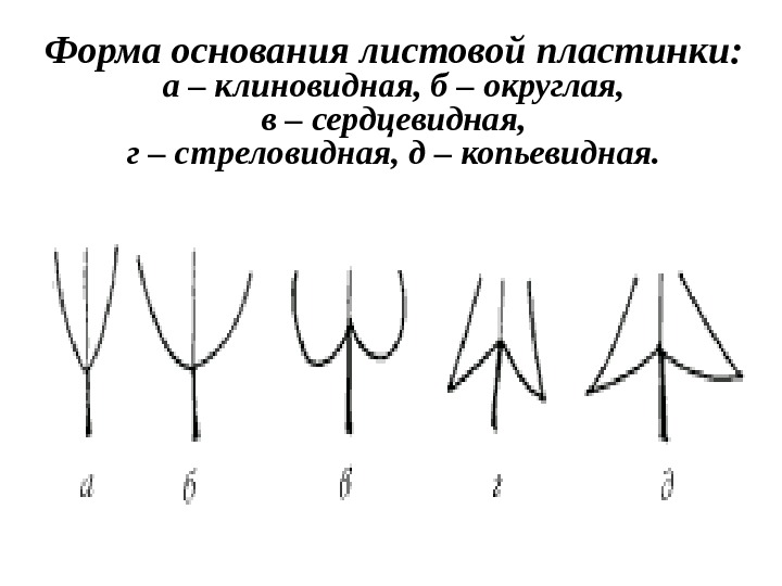 Основать формы. Типы верхушек листовой пластинки. Типы основания листовой пластинки. Форма верхушки листовой пластинки. Листья по форме основания листовой пластинки.