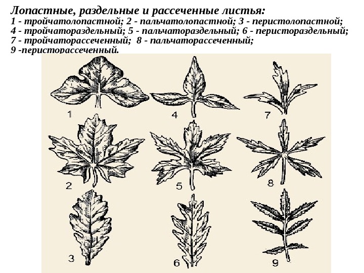 Определение листьев