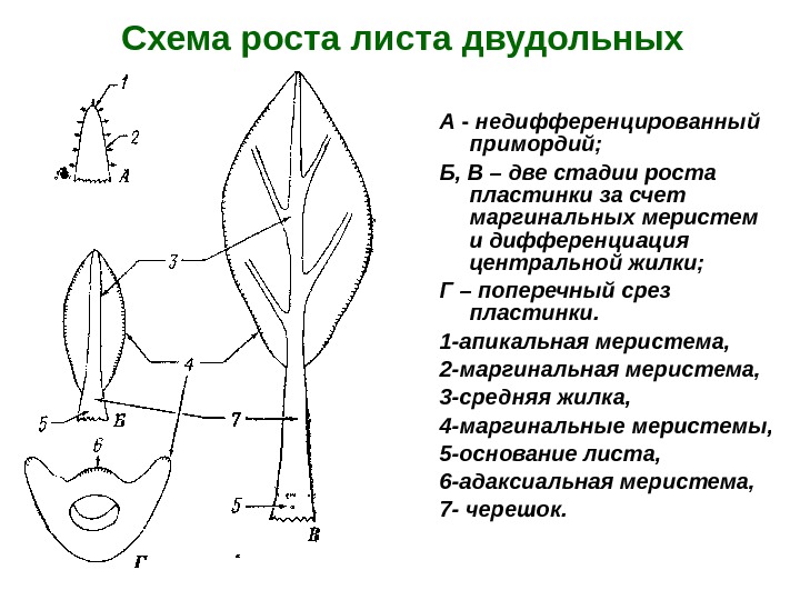 Лист рост