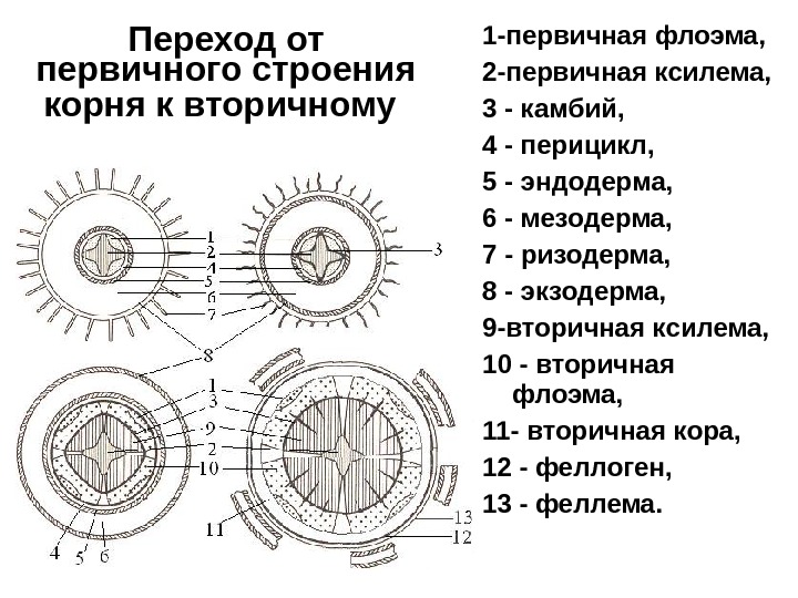 Первичное строение