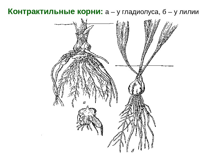 Рисунок корневые системы егэ