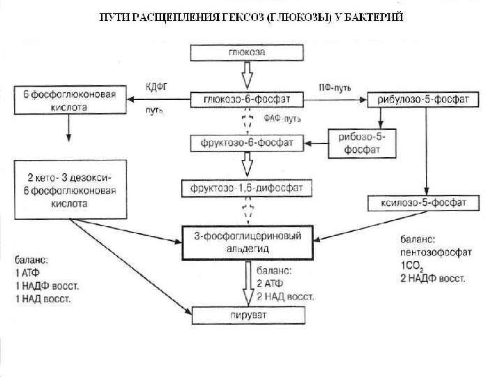 Обмен расщепления глюкозы