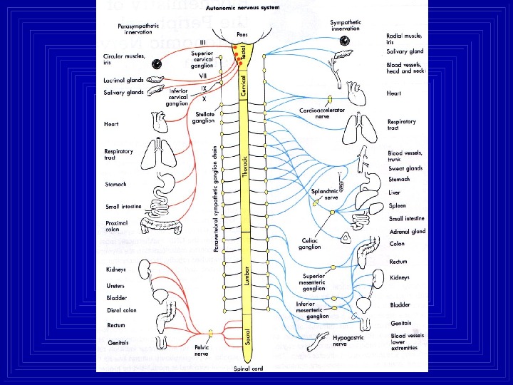 Медитация вегетативной системы. Схема иннервации органов. Иннервация шейного отдела. Поясничный отдел позвоночника иннервация органов. Области иннервации автономной нервной системы.