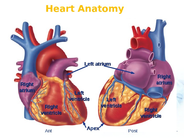 Anatomy & Physiology of Heart Geu-Ru Hong, MD,