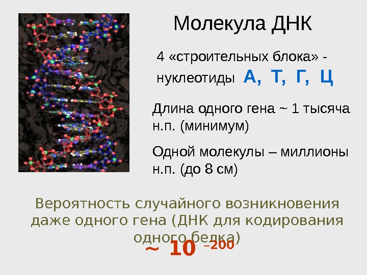 Ген кодирует молекулу