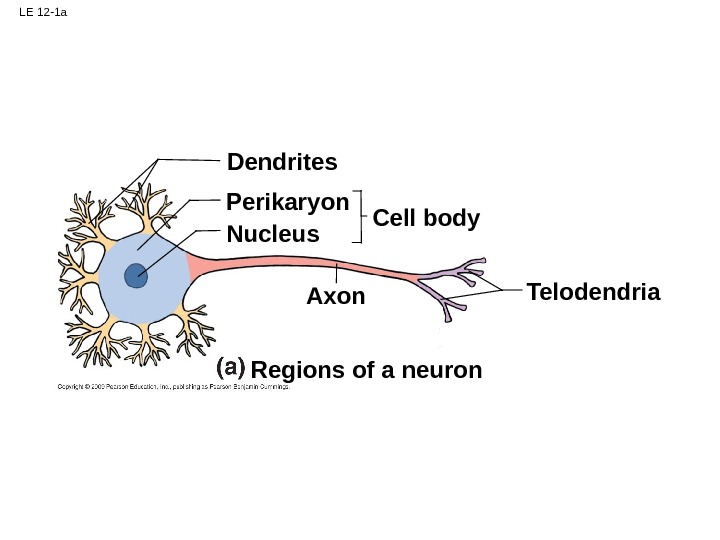 LE 12 -1 Dendrites Perikaryon Nucleus Cell body