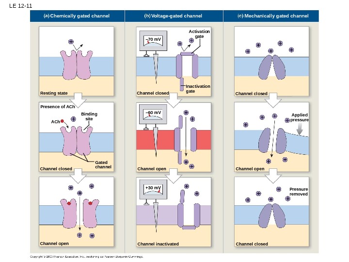 LE 12 -1 Dendrites Perikaryon Nucleus Cell body