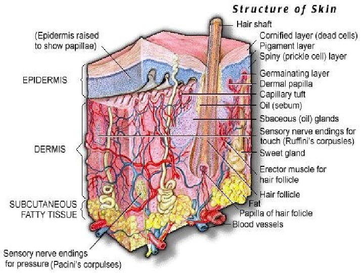 Receptors provide information about both external