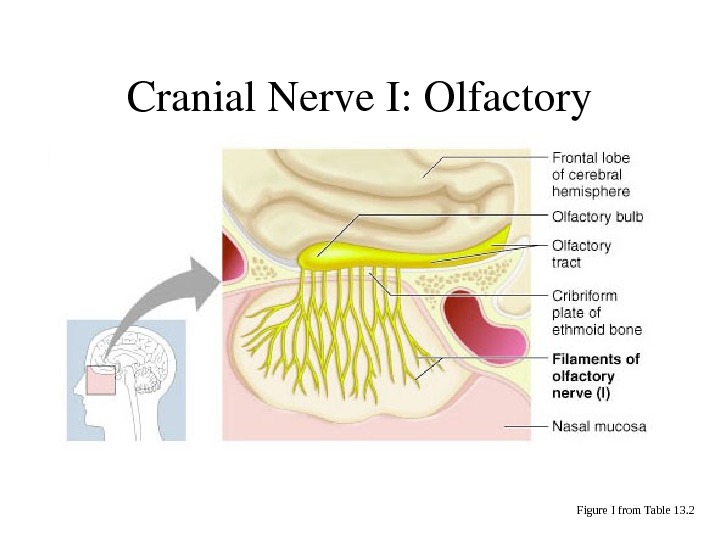 SummaryofFunctionofCranial Nerves Figure 13. 5 b