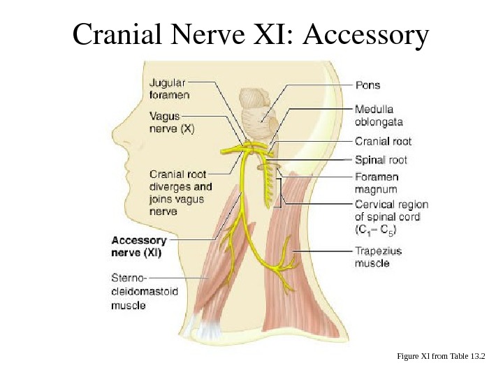 SummaryofFunctionofCranial Nerves Figure 13. 5 b